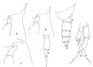 Espce Gaetanus pileatus - Planche 6 de figures morphologiques