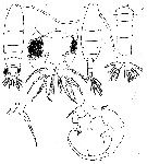Espce Paracartia latisetosa - Planche 7 de figures morphologiques
