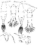 Espce Acartia (Acanthacartia) bifilosa - Planche 6 de figures morphologiques