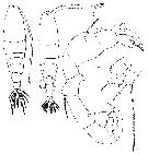Espce Acartia (Hypoacartia) adriatica - Planche 1 de figures morphologiques