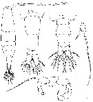 Espce Acartia (Acartia) negligens - Planche 13 de figures morphologiques