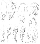 Espce Gaetanus latifrons - Planche 2 de figures morphologiques