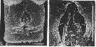 Espce Acartia (Acartiura) omorii - Planche 9 de figures morphologiques