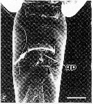 Espce Acartiella gravelyi - Planche 4 de figures morphologiques