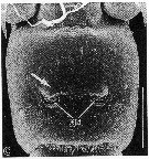 Espce Acartia (Odontacartia) japonica - Planche 3 de figures morphologiques