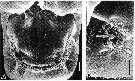 Espce Acartia (Acartia) danae - Planche 9 de figures morphologiques