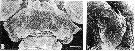 Espce Paracartia grani - Planche 5 de figures morphologiques