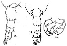 Espce Acartia (Acartiura) longiremis - Planche 8 de figures morphologiques