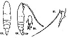 Espce Acartia (Hypoacartia) adriatica - Planche 3 de figures morphologiques
