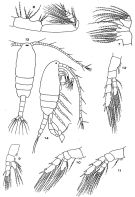 Espce Senecella calanoides - Planche 2 de figures morphologiques
