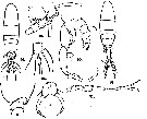 Espce Paracartia africana - Planche 3 de figures morphologiques