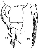 Espce Acartia (Acanthacartia) pietschmani - Planche 2 de figures morphologiques