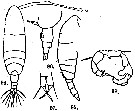 Espce Acartia (Acanthacartia) italica - Planche 2 de figures morphologiques