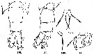 Espce Acartia (Odontacartia) mertoni - Planche 2 de figures morphologiques