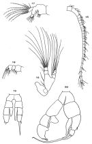 Espce Senecella calanoides - Planche 3 de figures morphologiques