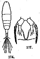Espce Acartia (Acartia) forcipata - Planche 1 de figures morphologiques