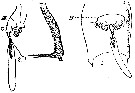 Espce Acartia (Acartiura) clausi - Planche 34 de figures morphologiques