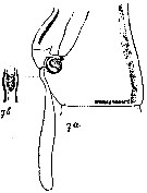 Espce Acartia (Acanthacartia) spinata - Planche 5 de figures morphologiques