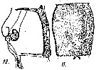 Espce Acartia (Acanthacartia) bifilosa - Planche 8 de figures morphologiques