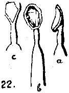 Espce Acartia (Odontacartia) bispinosa - Planche 4 de figures morphologiques
