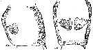 Espce Acartia (Odontacartia) amboinensis - Planche 6 de figures morphologiques