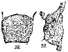 Espce Acartia (Hypoacartia) adriatica - Planche 4 de figures morphologiques