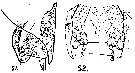 Espce Paracartia africana - Planche 4 de figures morphologiques