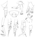 Espce Gaetanus secundus - Planche 2 de figures morphologiques
