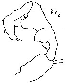 Espce Acartia (Acartiura) clausi - Planche 35 de figures morphologiques