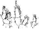 Espce Valdiviella oligarthra - Planche 6 de figures morphologiques