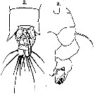 Espce Paracartia africana - Planche 5 de figures morphologiques