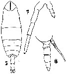 Species Cephalophanes refulgens - Plate 4 of morphological figures