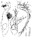 Espce Misophriopsis australis - Planche 3 de figures morphologiques
