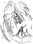 Espce Misophriopsis australis - Planche 5 de figures morphologiques