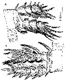 Espce Misophriopsis australis - Planche 6 de figures morphologiques