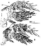 Species Misophriopsis australis - Plate 7 of morphological figures