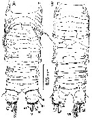 Species Misophriella schminkei - Plate 2 of morphological figures