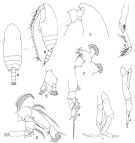 Espce Gaetanus minor - Planche 4 de figures morphologiques