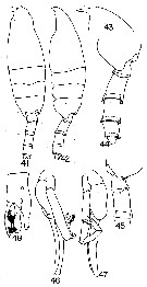 Espce Paraeuchaeta comosa - Planche 6 de figures morphologiques
