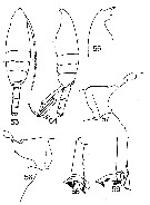 Espce Paraeuchaeta weberi - Planche 8 de figures morphologiques