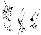 Espce Xanthocalanus pinguis - Planche 6 de figures morphologiques