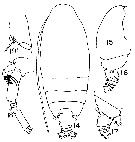 Espce Euchirella speciosa - Planche 4 de figures morphologiques