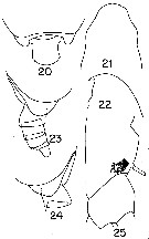 Espce Pseudochirella limata - Planche 1 de figures morphologiques