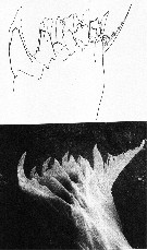 Espce Aetideopsis armata - Planche 12 de figures morphologiques