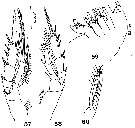 Espce Paracomantenna gracilis - Planche 3 de figures morphologiques