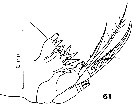 Espce Paracomantenna magalyae - Planche 5 de figures morphologiques