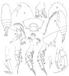 Espce Gaetanus armiger - Planche 2 de figures morphologiques