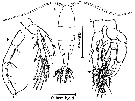 Espce Centropages halinus - Planche 2 de figures morphologiques