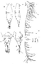 Espce Centropages acutus - Planche 1 de figures morphologiques