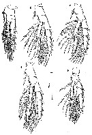 Espce Centropages acutus - Planche 2 de figures morphologiques